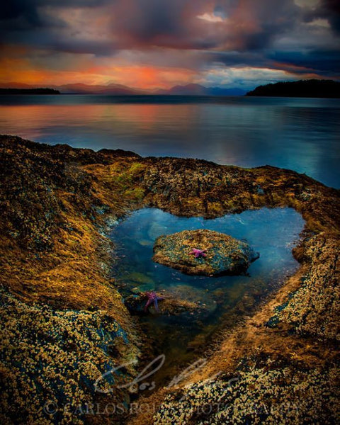 SETTLER'S COVE HEART