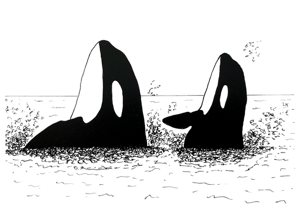 ORCAS SPYHOPPING ART CARD