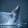 BREACHING HUMPBACK