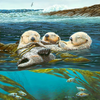 SEA OTTER SIESTA