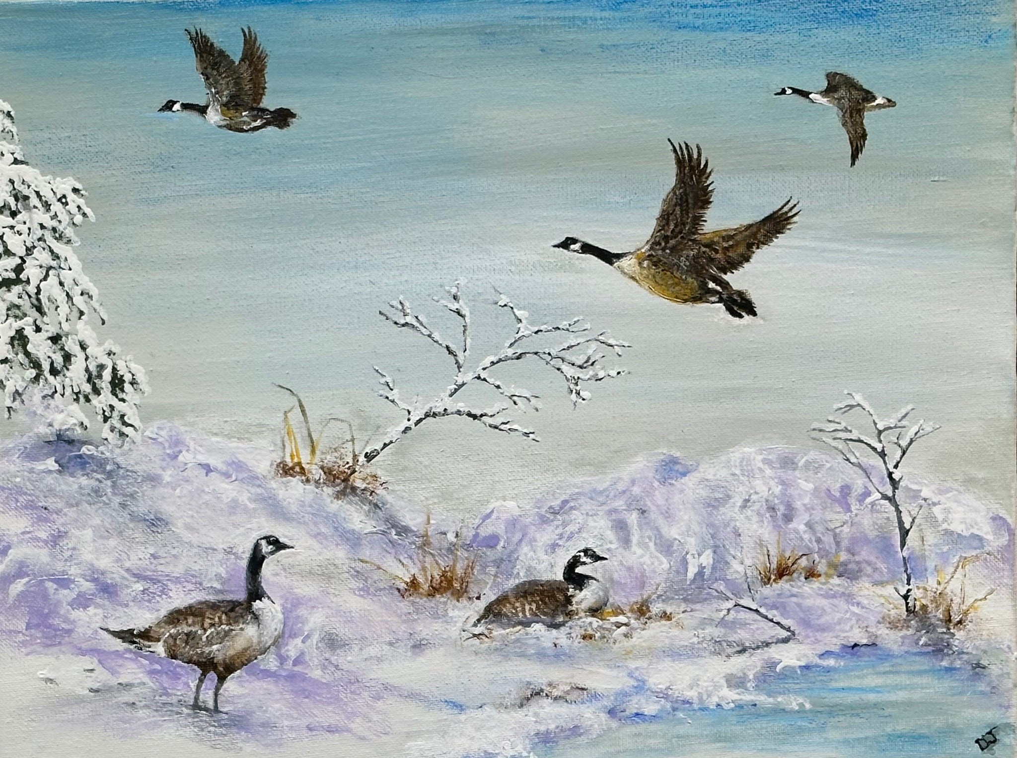 CANADIAN GEESE IN WINTER