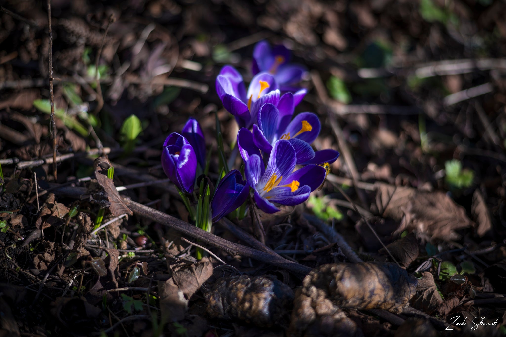EARLY MORNING CROCUS