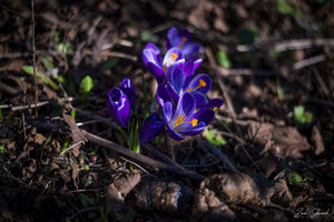 EARLY MORNING CROCUS