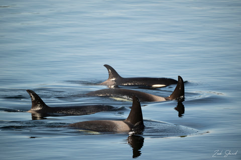KILER WHALE POD ON METAL 12X18