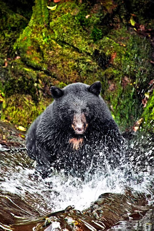 DINNER TIME 16X24 PHOTO ON METAL