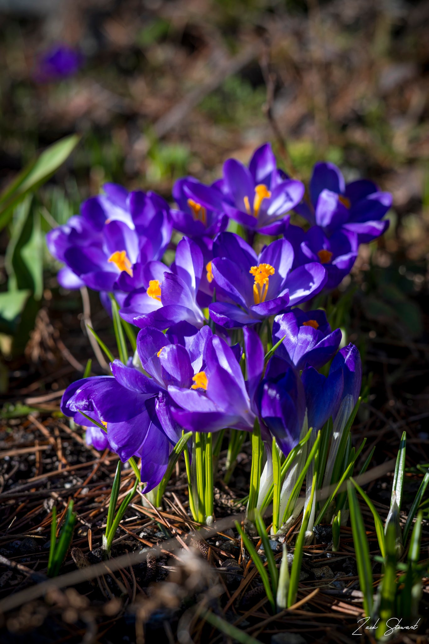 PURPLE MORNING CROCUSES