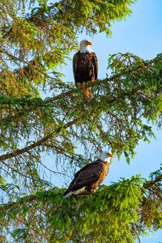 RESTING EAGLES PHOTO ON METAL 12X18