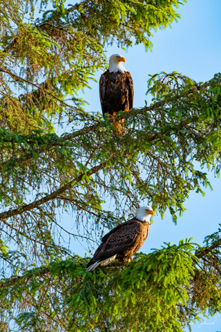 RESTING EAGLES 8X12 PAPER