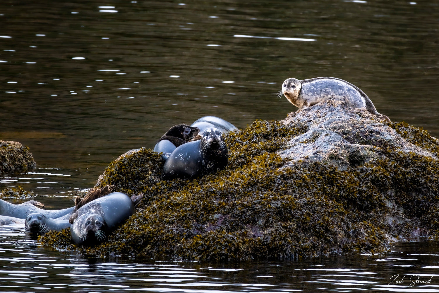 SEAL ROCK 8X12 PHOTO