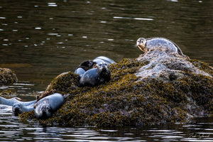 SEAL ROCK 8X12 PHOTO