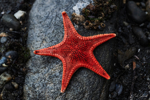 STAR OF THE SHORE 8x12 PHOTO