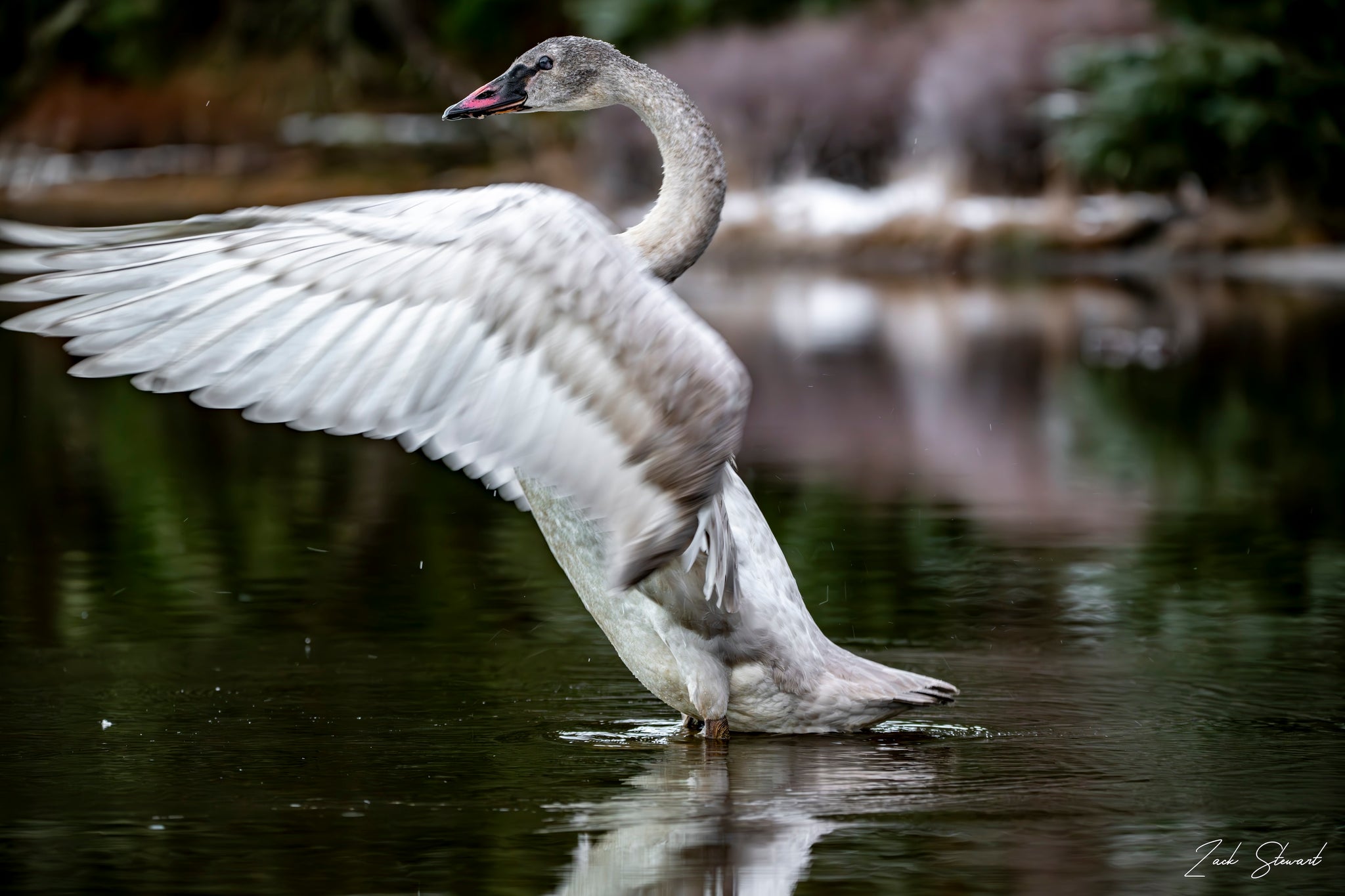 PREENING SWAN