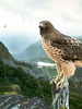 EXCELLENT MOUNTAIN REDTAILS