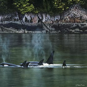 ORCAS NEAR RUDYERD BAY