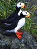 PUFFIN PAIR