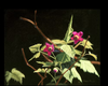 SALMONBERRY BEAR