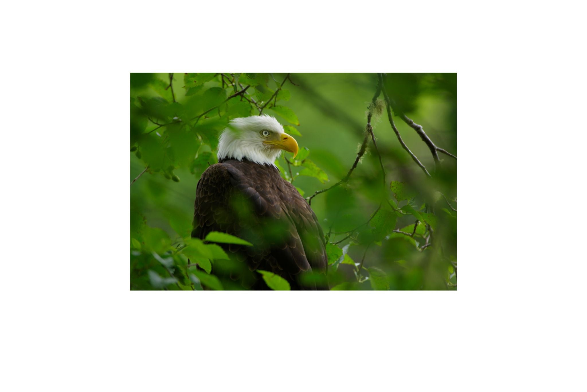 THE ALASKA BALD EAGLE 18X12 PHOTO ON METAL