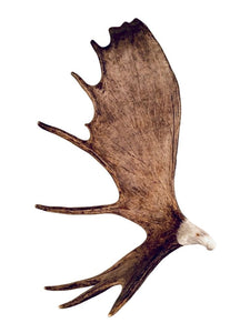 XL SOARING EAGLE HANGING ANTLER CARVING