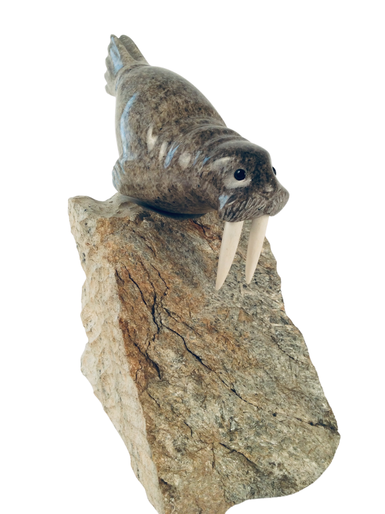 WALRUS SWIMMING WITH BASE
