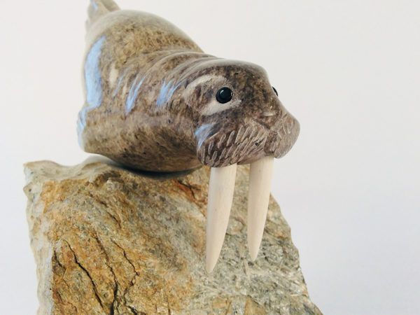 WALRUS SWIMMING WITH BASE