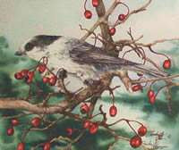 GRAY JAY