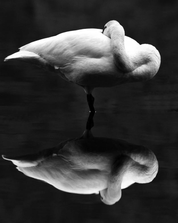 SWAN REFLECTION MATTED PHOTO 11X14