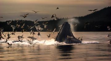 THE FEAST PHOTO ON METAL 24X12