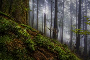 TONGASS RAIN FOREST 18X12