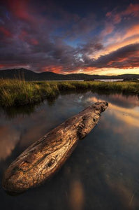 LOG AT TOTEM BIGHT BEACH 12X18