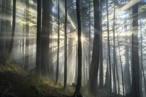 SPIRIT OF THE TONGASS FOREST 30X20 PHOTO ON METAL