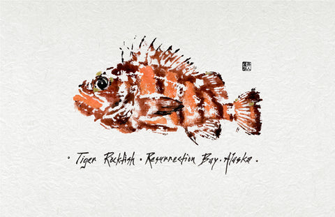 TIGER ROCKFISH GYOTAKU