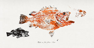 ROCKFISH & SPOT SHRIMP GYOTAKU