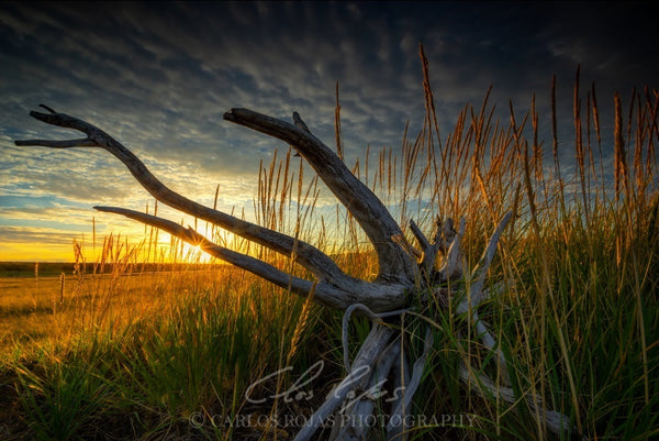 SUNSET OVER HOMER SPIT 24X16 PHOTO ON METAL