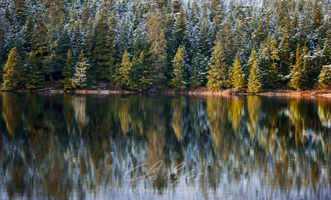 FIRST SNOW ON THE TONGASS FOREST 24X16 PHOTO ON METAL