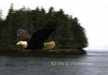 EAGLE ON POINT 6X4 PHOTO ON METAL