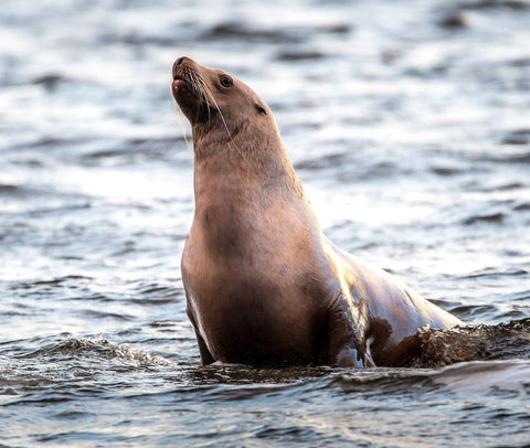 STELLAR SEA LION PHOTO ON METAL 12x8