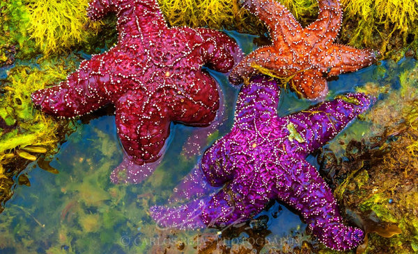 Colorful Sea Stars