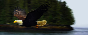 EAGLE ON POINT 10X4 PHOTO ON METAL