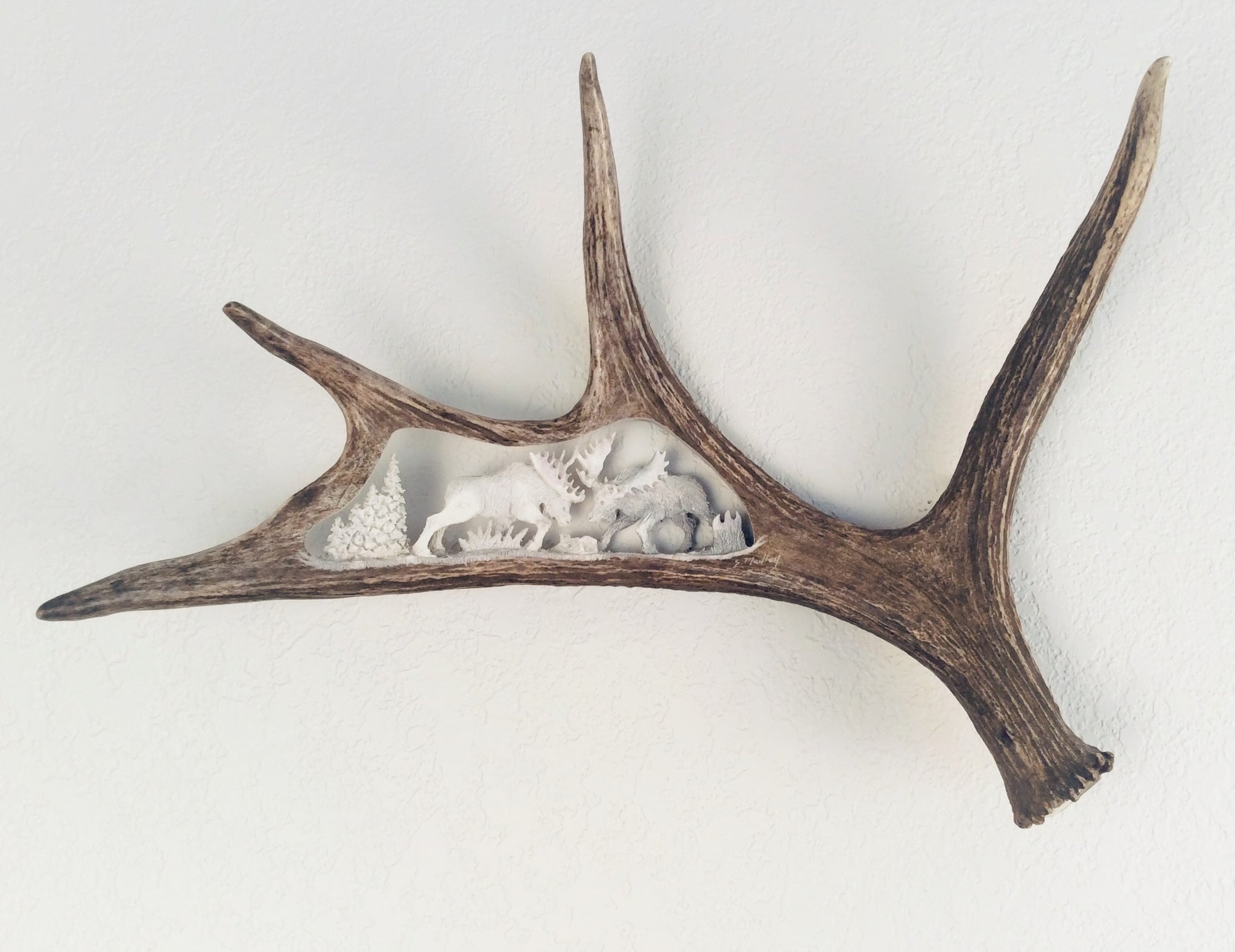 FIGHTING MOOSE HANGING ANTLER CARVING