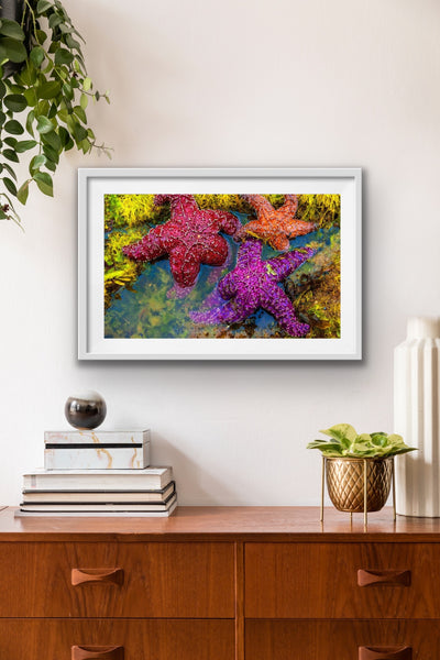 COLORFUL SEA STARS 18X12