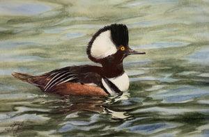 HOODED MERGANSER