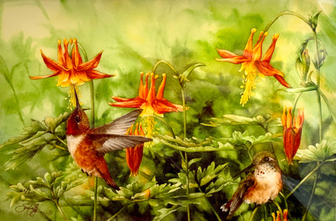 RUFOUS HUMMINGBIRDS