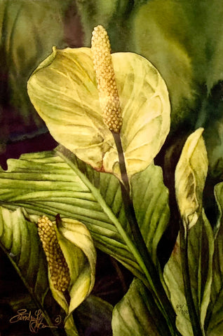 SKUNK CABBAGE