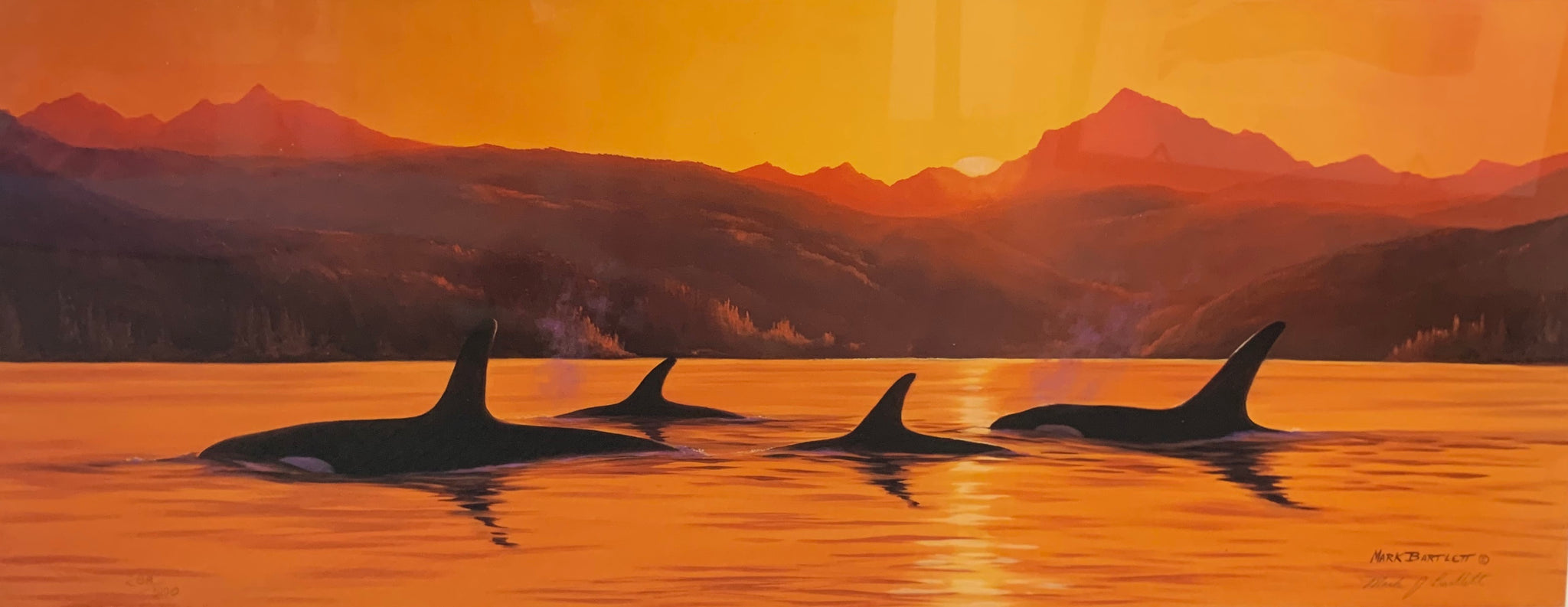 ORCAS AT DUSK