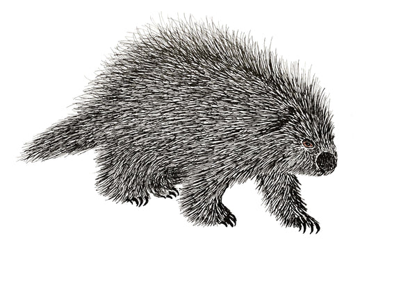 PORCUPINE ART CARD