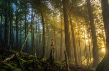 TONGASS NATIONAL FOREST 18X12