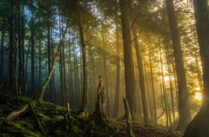TONGASS NATIONAL FOREST 18X12
