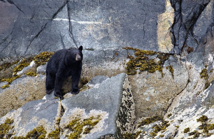BLACK BEAR ON ROCK FACE MATTED PHOTO
