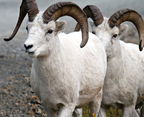 DALL RAMS WALKING MATTED PHOTO 8X10