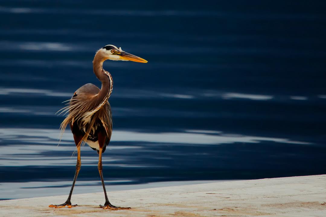 BLUE HERON 12X8 PHOTO ON METAL